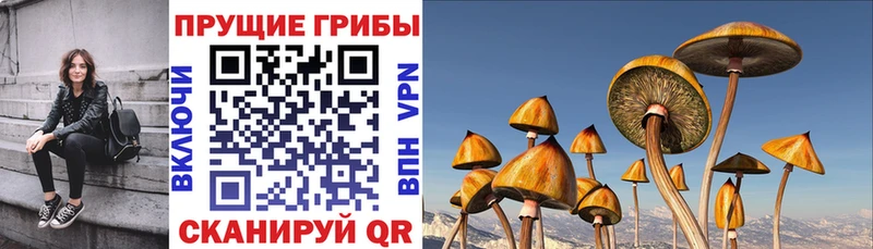 Купить где  Гаврилов Посад  Псилоцибиновые грибы GOLDEN TEACHER 